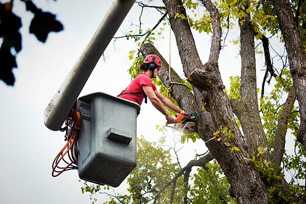 Reliable Cornwall On Hudson, NY Tree Removal and Landscaping Services Solutions